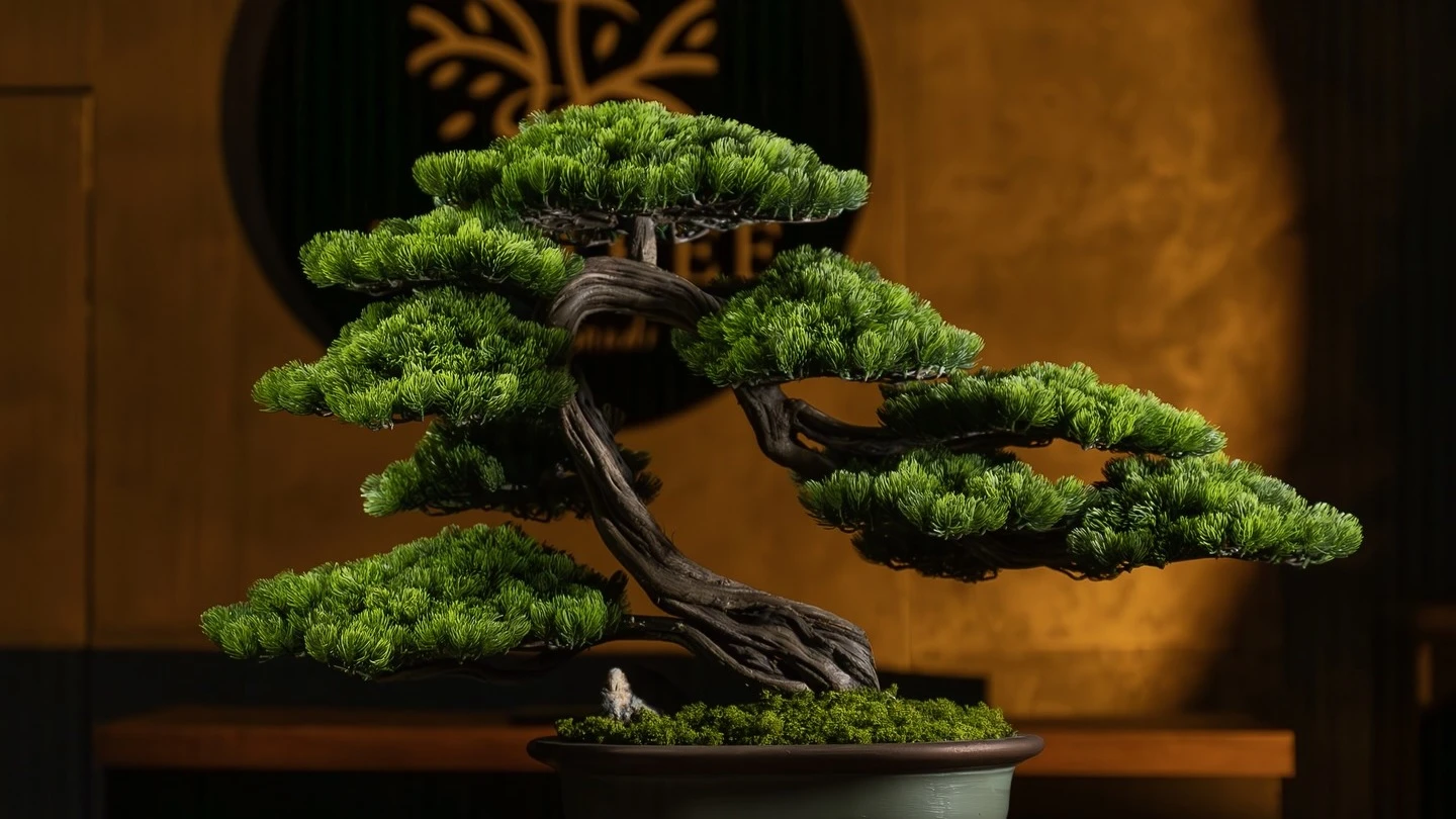 İnteryeriniz üçün ideal bonsai dekoru necə seçməli?