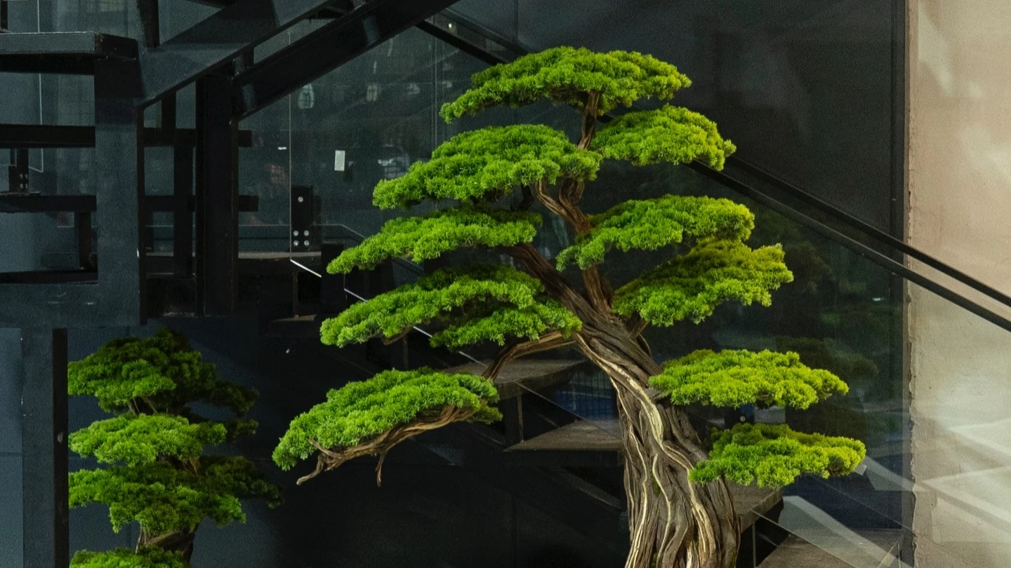 Qab modeli yoxsa tablo bonsai? Hansı seçim interyeriniz üçün daha uyğundur?