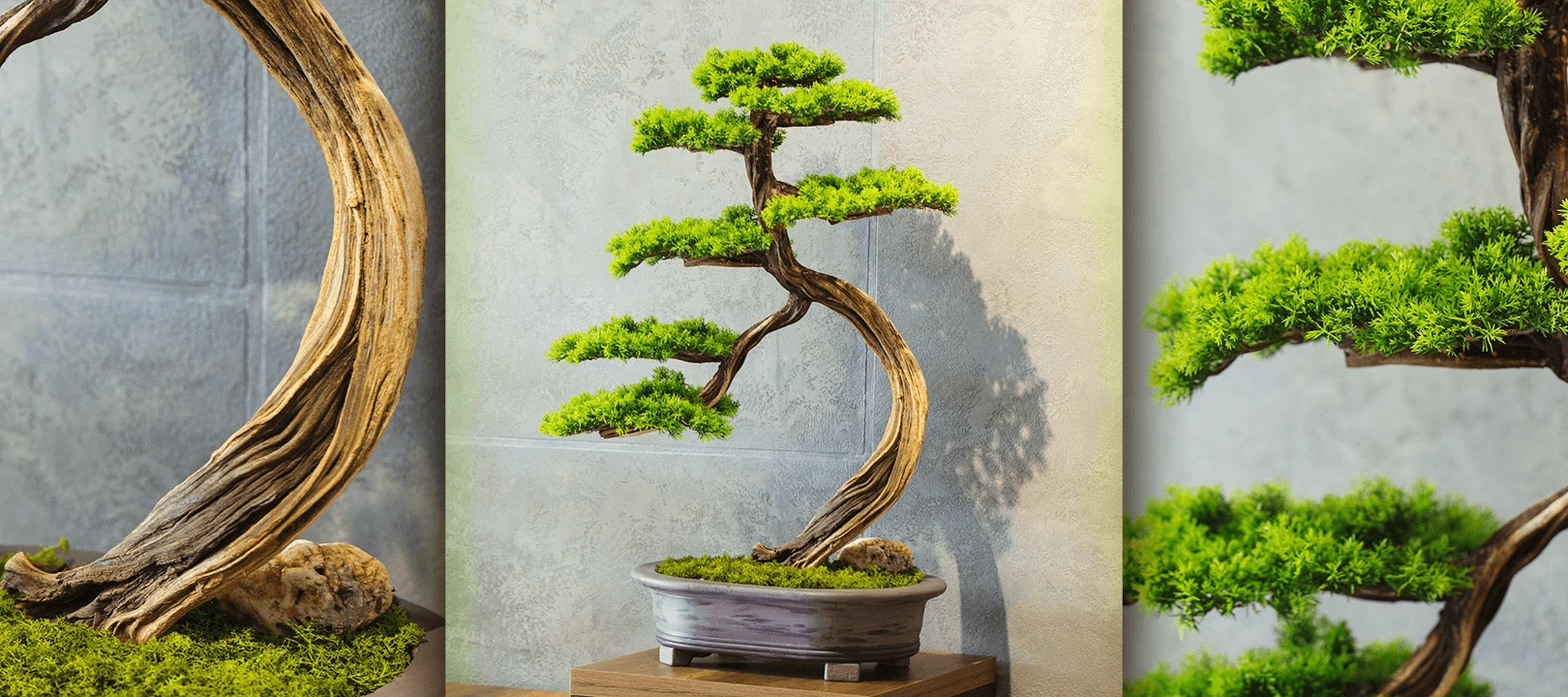 Bonsai Frame